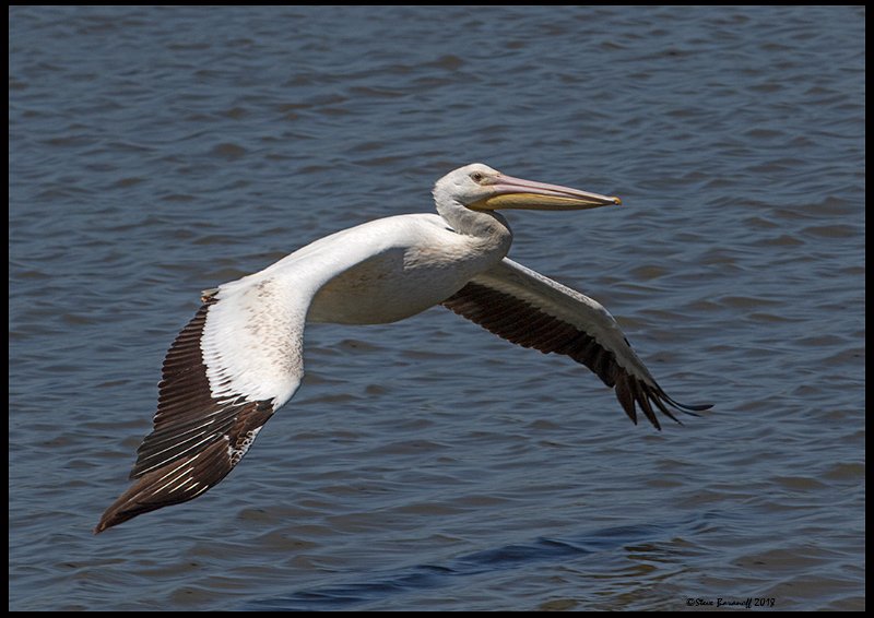 _8SB9870 american white pelican.jpg